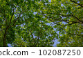 Gap of trees 102087250