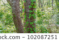 Trunk 102087251