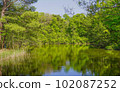 Trees reflecting on the pond 102087252