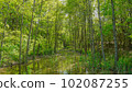 Forest landscape 102087255