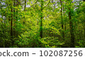 Forest landscape 102087256