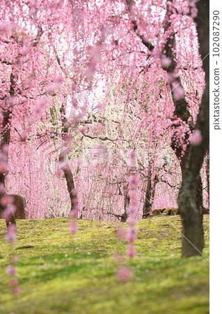 城南區的巴迪梅 102087290