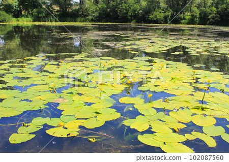 Yellow water flowers (Nuphar Lutea) 102087560