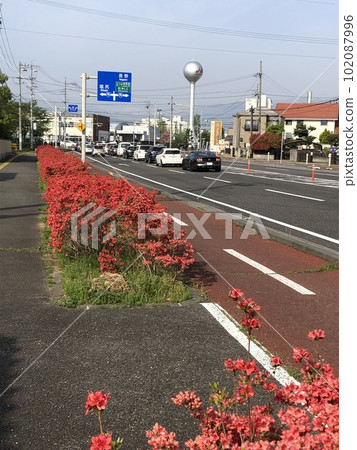 杜鵑花開的路 杜鵑花開的路 102087996