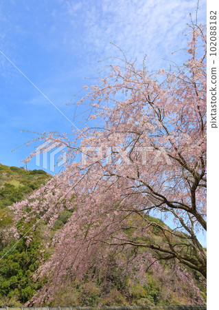 津久見市的垂枝櫻花 津久見市的垂枝櫻花 102088182