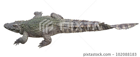 The crocodile is stay near the river The crocodile is stay near the river 102088183