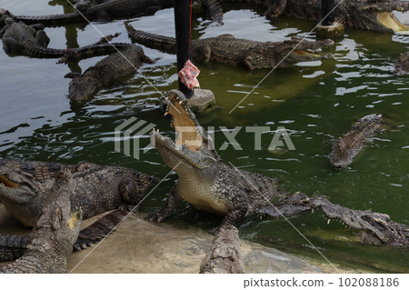 The crocodile swimming on the river near canal 102088186