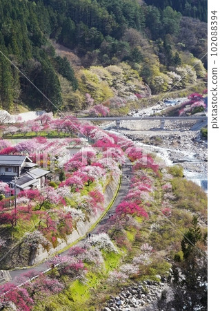 Nagano Prefecture Hirugami Onsen Tsukikawa Onsen Hanamomo no Sato Pink Togenkyo 102088394