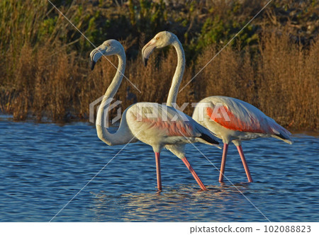 Pink flamingos walking in the lake Pink flamingos walking in the lake 102088823