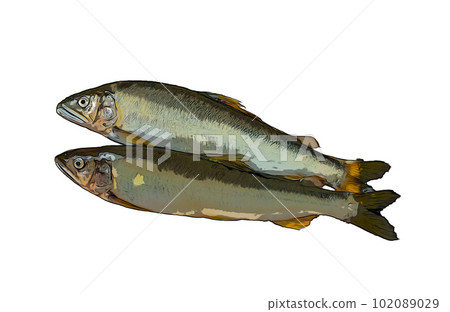 新鮮的香魚 新鮮的香魚 102089029