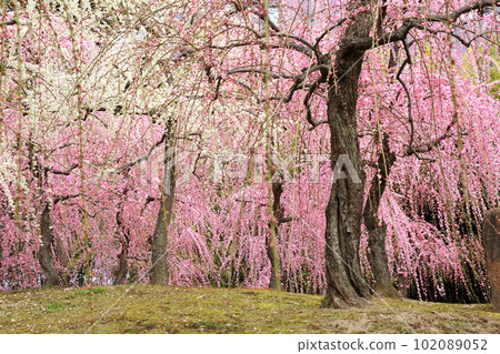 城南區的巴迪梅 102089052