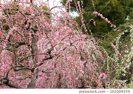 Buddy plum of Seongnam-gu Buddy plum of Seongnam-gu 102089359