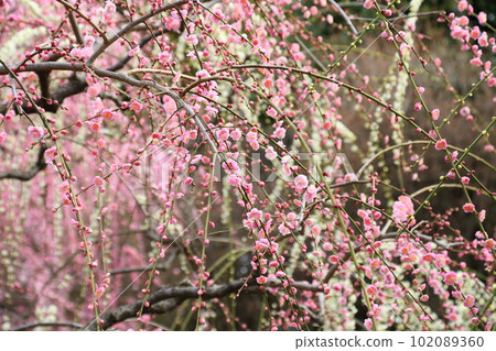 城南區的巴迪梅 102089360