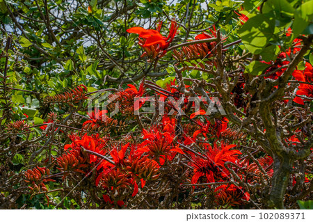 Okinawa's prefectural flower Deigo flower in full bloom 102089371