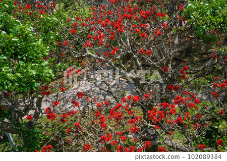 Okinawa's prefectural flower Deigo flower in full bloom 102089384