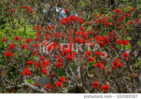 Okinawa's prefectural flower Deigo flower in full bloom 102089387