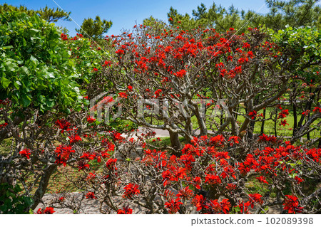 Okinawa's prefectural flower Deigo flower in full bloom 102089398