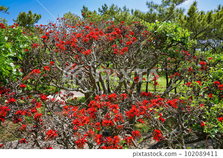 Okinawa's prefectural flower Deigo flower in full bloom 102089411
