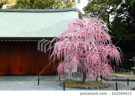 城南區的巴迪梅 城南區的巴迪梅 102089422