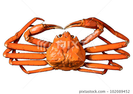 illustration of fresh snow crab 102089452