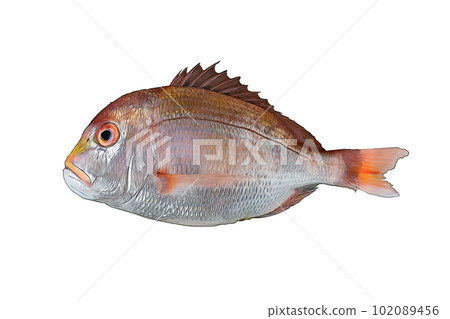 Illustration of fresh sea bream Illustration of fresh sea bream 102089456