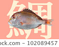 Illustration of fresh sea bream 102089457