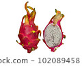 fresh dragon fruit illustration 102089458