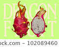 fresh dragon fruit illustration 102089460