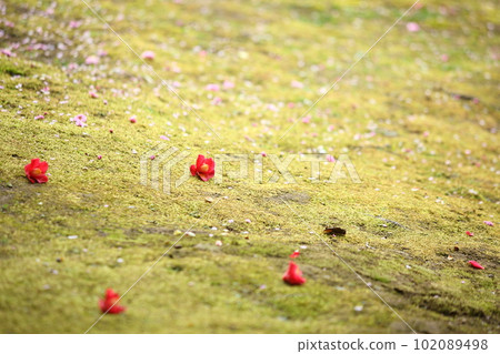 山茶花在城堡裡 102089498