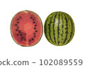 fresh watermelon illustration 102089559