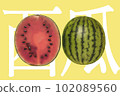 fresh watermelon illustration 102089560