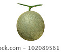 illustration of fresh melon 102089561