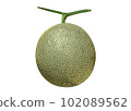illustration of fresh melon 102089562