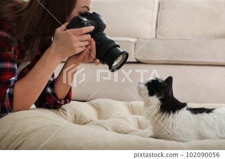 Professional animal photographer taking picture of beautiful cat at home 102090056