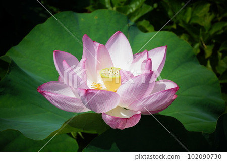 古蓮花直徑20厘米以上 102090730