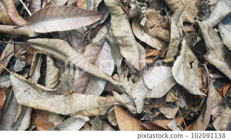 Dry leaves on the ground beautiful background pattern. 102091138