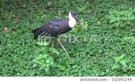 Woolly necked stork, Ciconia episcopus foraging 102091244