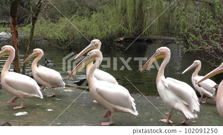 Flock of white pelicans on the lake 102091250