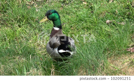 Wild male duck in the green grass Wild male duck in the green grass 102091251