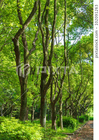 新綠和平公園<愛知縣名古屋市> 新綠和平公園<愛知縣名古屋市> 102091263