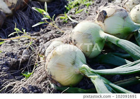 Onion field to be harvested Onion field Onion field New onion New onion Vegetable field Image material 102091691