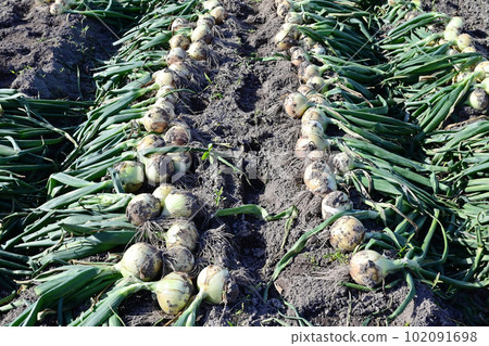 Onion field to be harvested Onion field Onion field New onion New onion Vegetable field Image material 102091698