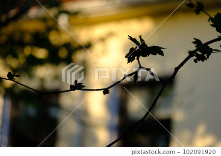 Silhouette of a hanging tree branch and leaves in late afternoon light 102091920