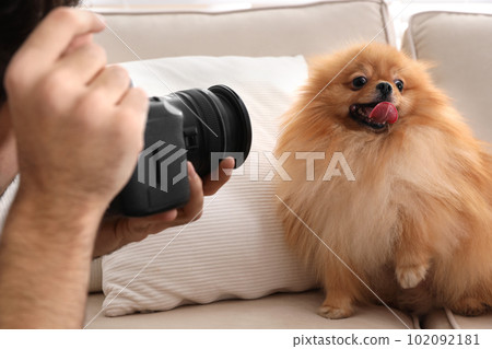 Professional animal photographer taking picture of beautiful Pomeranian spitz dog indoors, closeup Professional animal photographer taking picture of beautiful Pomeranian spitz dog indoors, closeup 102092181