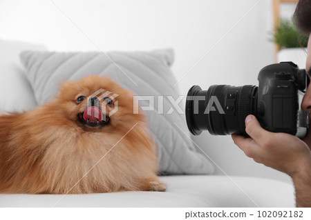 Professional animal photographer taking picture of beautiful Pomeranian spitz dog indoors, closeup Professional animal photographer taking picture of beautiful Pomeranian spitz dog indoors, closeup 102092182
