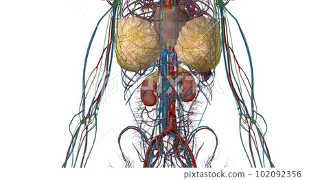 Your adrenal glands are endocrine glands located on top of your 102092356