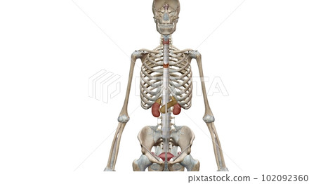 The endocrine system consists of organs called glands. The endocrine system consists of organs called glands. 102092360