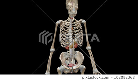 The endocrine system consists of organs called glands. The endocrine system consists of organs called glands. 102092368