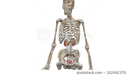 The endocrine system consists of organs called glands. The endocrine system consists of organs called glands. 102092370