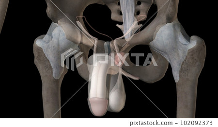 Gonads are glands that produce hormones that are involved in reproduction and other functions of the body. 102092373